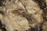 Beautiful Petrified Wood (Araucaria) Slab - Madagascar #358035-1
